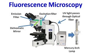 Fluorescence Microscopy [upl. by Jentoft465]