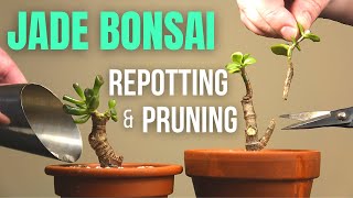 Jade plant Bonsai repotting and pruning [upl. by Lua]