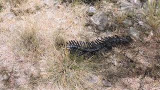 Hunting the giant centipede Scolopendra gigantea [upl. by Arndt]