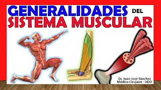 🥇 SISTEMA MUSCULAR Clasificación Tipos y Generalidades [upl. by Enotna868]