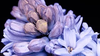 Hyacinth Timelapse [upl. by Gladys]