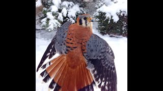 Falconry A call to falconers [upl. by Kristine]