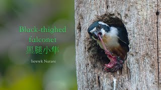 Blackthighed falconet 黑腿小隼 Microhierax fringillariusモモグロヒメハヤブサ RAJAWALIBELALANG MELAYU [upl. by Liahkim641]