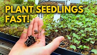 The BEST Way to Plant Plug Tray Seedlings [upl. by Lail]