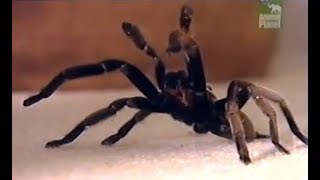 Australian TarantulaWhistling spider [upl. by Matazzoni]