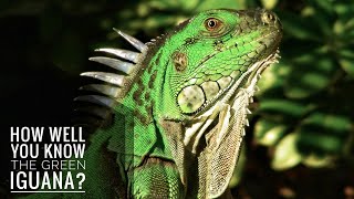 Green Iguana  Description Characteristics and Facts [upl. by Ahscrop]