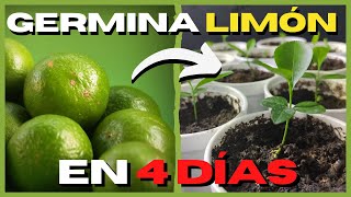 Como GERMINAR semillas de LIMÓN RAPIDO 🍋 PASO A PASO [upl. by Hu272]