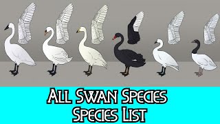 All Swan Species  Species List [upl. by Hortensia]