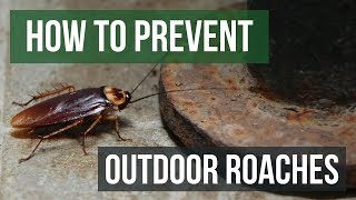 How to Prevent Outdoor Roach Invasions [upl. by Viguerie]