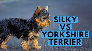 Yorkshire Terrier vs Silky Terrier Difference [upl. by Wilhide]