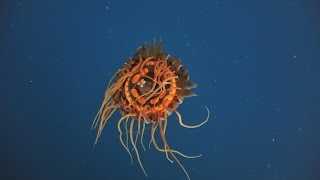 Creatures of the Deep  Atolla Jelly [upl. by Riki]