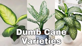 Different Types of Dieffenbachia Plants  Dumb Cane Varieties Absolutely beautiful [upl. by Novahc]