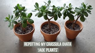 Separating amp repotting my Crassula Ovata Jade plants [upl. by Wills]