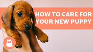 How to Care for Your Pet A Guide to Domestic Animals [upl. by Wilfrid]