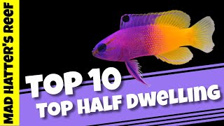 Top 10 Top Half Dwelling Saltwater Fish [upl. by Nedry]