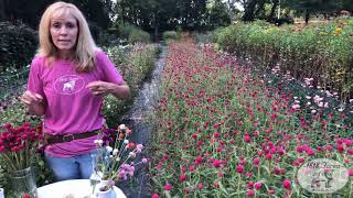 Harvesting and Preparing Gomphrena Flowers to be Dried  1818 Farms [upl. by Aitsirt533]