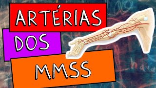 Artérias dos Membros superiores [upl. by Atinahs]