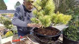 Planting Conifers in Pots  Dwarf Conifer Container Gardening [upl. by Fassold]