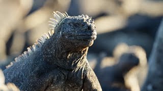 The Marine Iguana  A Perfect Planet  BBC Earth [upl. by Mcgrody]