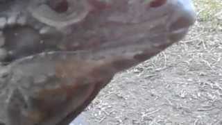 Lizard Greets Man Like A Dog 2 [upl. by Minny]