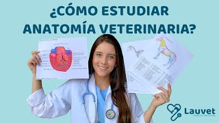 CÓMO ESTUDIAR ANATOMÍA VETERINARIA  Lauvet [upl. by Ateekal535]