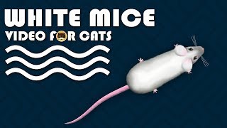 CAT GAMES  Catching White Mice Mouse Video for Cats to Watch  CAT amp DOG TV [upl. by Yllac]