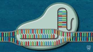 CRISPR Cas9 Screening [upl. by Yrrep]