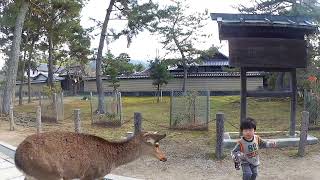 奈良公園で鹿にどつかれる息子 Nara Park  My son knocked down by a deer [upl. by Adnolay]