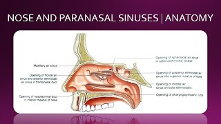 NOSE AND PARANASAL SINUSES  ANATOMY  SIMPLIFIED [upl. by Llerrehc]