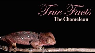 True Facts About The Chameleon [upl. by Letisha344]