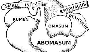 Digestive Systems of Livestock Anatomy [upl. by Yelsna448]