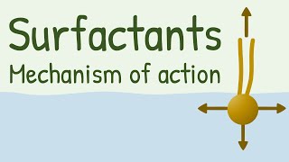 Surfactants Mechanism of Action [upl. by Llenyr704]