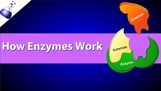 How Enzymes Work [upl. by Danaher722]