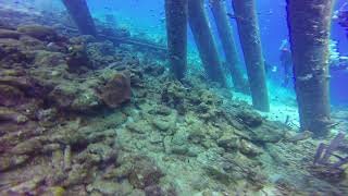 Scuba Diving Bonaire  Salt Pier [upl. by Rosemarie]