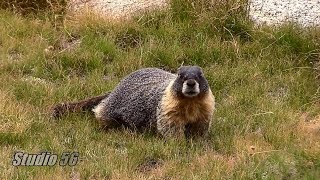 Yosemite Wildlife [upl. by Atnoled449]