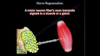 Nerve Regeneration  Everything You Need To Know  Dr Nabil Ebraheim [upl. by Eliam]