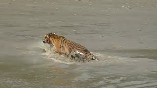 Release of Royal Bengal tiger at Sundarban Sundarban TV [upl. by Nrek556]