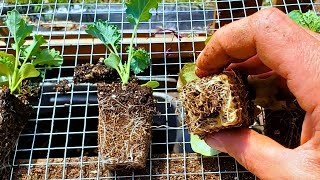 BEST Way to Start Seeds for Healthiest Seedlings [upl. by Simmons]