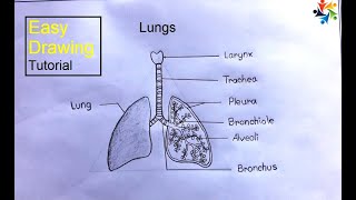 How to Draw a Human Lungs  Lungs Drawing Easy Tutorial [upl. by Demeter]