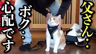 猫慣れしてない父との散歩が心配すぎる猫 [upl. by Tillie]