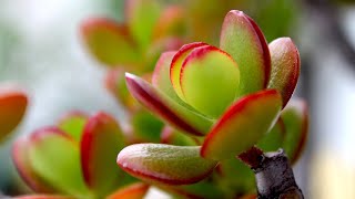 SUCCULENTS PROPAGATION FROM LEAVES  JADE PLANT CRASSULA GROWING [upl. by Margeaux467]