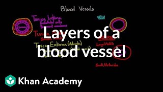 Layers of a blood vessel  Circulatory system physiology  NCLEXRN  Khan Academy [upl. by Wald]