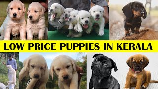 LOW PRICE PUPPIES KENNEL In Palakkad ll How to Care puppies ll Labrador Special Kenal In Kerala [upl. by Ahsatel]