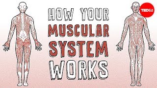 How your muscular system works  Emma Bryce [upl. by Aziaf]