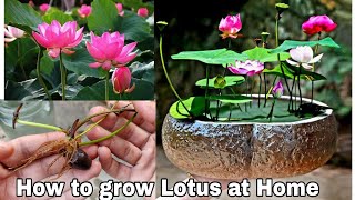 How to grow Lotus plant at home from seeds How to grow lotus Rhizome [upl. by Annavoj]