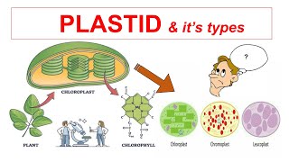 Plastid amp Its Types  Chloroplast Chromoplast Leucoplast  Fundamental Unit of Photosynthesis [upl. by Nwad]