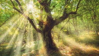 Sleep Music Relaxing Music quotMystical Forestquot by Tim Janis [upl. by Aynav]