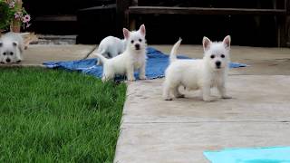 Westie Puppies for Sale [upl. by Akenal]