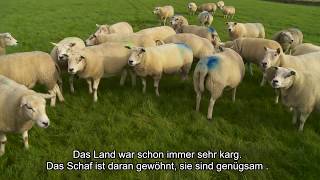 Vom Bauern auf den Teller Texeler Lammfleisch 👨‍🌾🍖  De Texelaar 12 [upl. by Anihpled291]