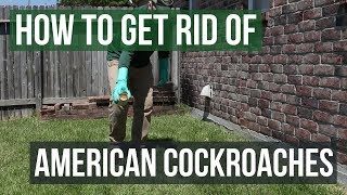 How to Get Rid of American Cockroaches 4 Easy Steps [upl. by Razec]